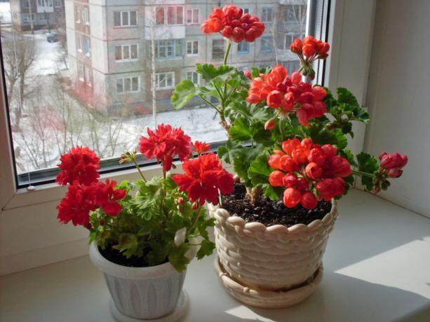 Bright geranium op de vensterbank (cvetnik.me)