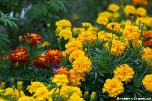 Goudsbloemen, ongelooflijk nuttig bloem: dat zal je gezondheid te redden