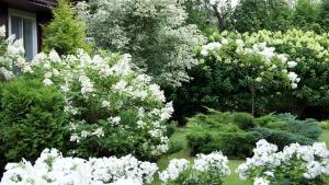 De meeste schaduw-tolerante en schaduwplanten heesters voor de tuin