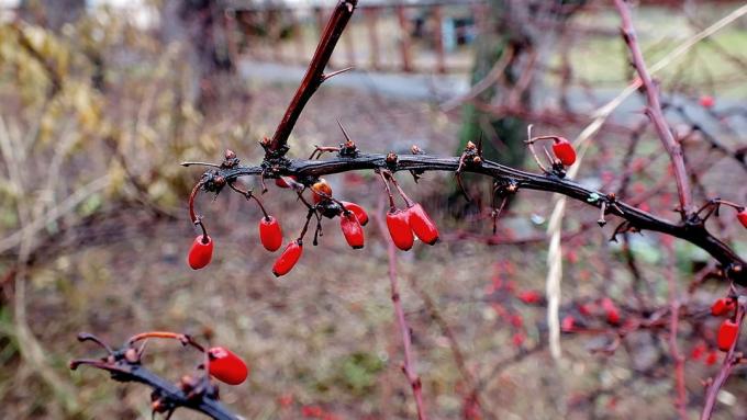 Takje berberis in de late herfst (fotokto.ru)