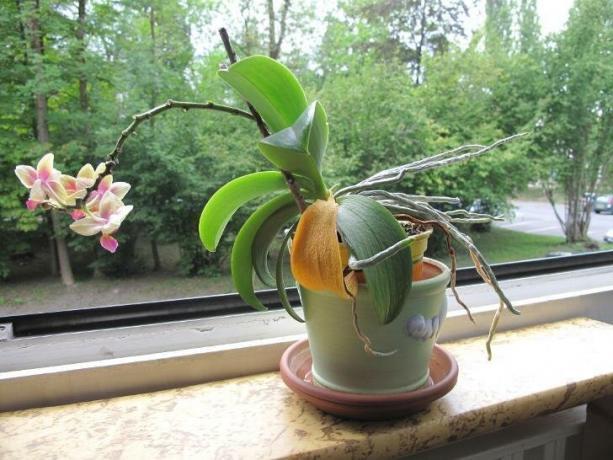 Het beeld dat veel eigenaren van orchideeën schrikt