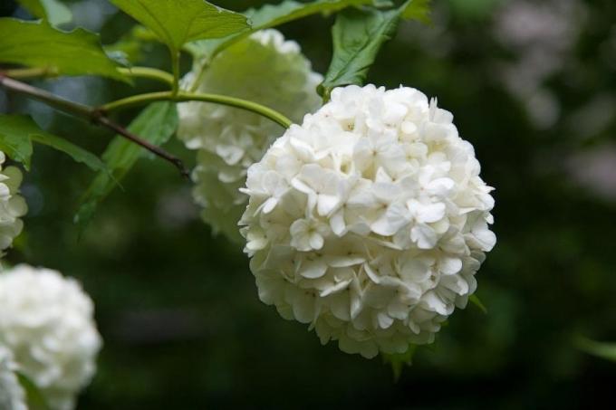 Delicate bloem (consult-up.ru)