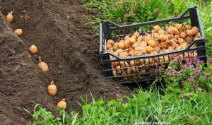 Truckers voor het poten van aardappelen op de site?