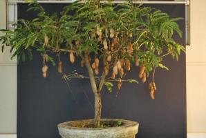 How to "sausage tree" Grow. Subtiliteiten en functies