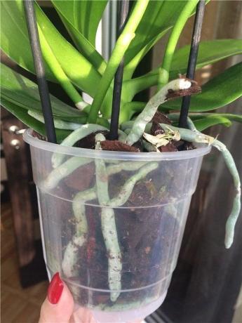 Plastic pot - de meest voorkeur voor Phalaenopsis