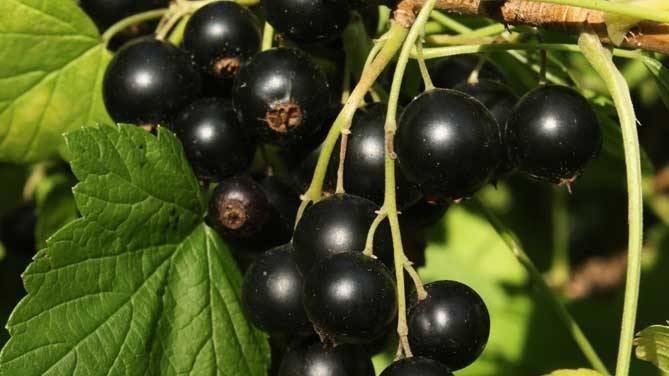 Berries blackcurrant. Foto van het internet
