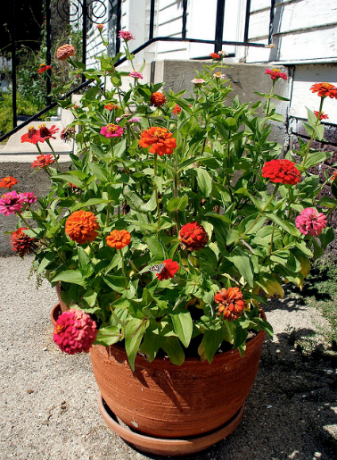 Zinnias in een grote bloempot. In dit geval is het beter om bloemen te kweken door middel van zaailingen, omdat een dergelijke grote overslagcapaciteit moeilijk.