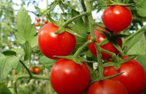 Als wraak voor tomaten stress, mijn ervaring