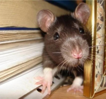 Waarom muizen en ratten knagen draden?