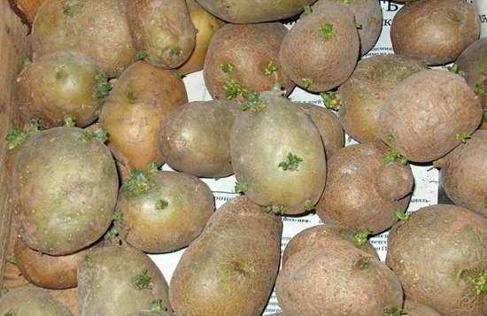 Aardappelen na vergroenen nauwelijks gevoelig voor de lente en snel te laten boring