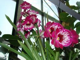 Care orchidee Milton huis
