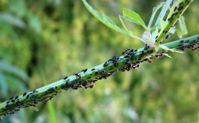 Een kudde van bladluizen veel schade aan uw planten | ZikZak