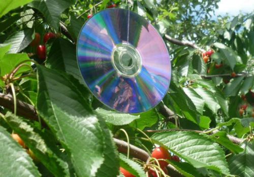 CD op de cherry