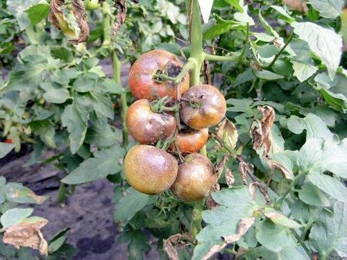 Tomato bush beschadigd door phytophthora