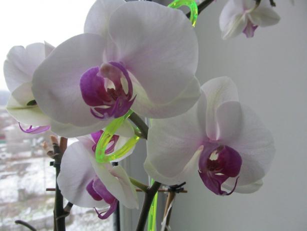 Witte en lila favoriete geuren, en nu, wanneer het venster sneeuw. Phalaenopsis - kamerplanten die kunnen bloeien in de winter!