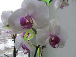 Waarom moet ik duik orchideeën, geen water geven van een gieter