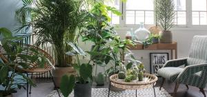 Welke van kamerplanten zal een perfecte look in een interieur gang, slaapkamer of keuken zijn. 7 ontwerpideeën