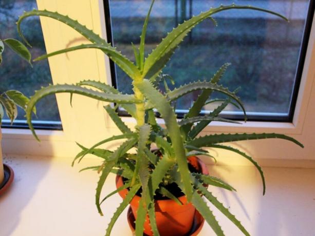 Agave - een verrassend pretentieloze plant. Bekijk: https://floralife.com.ua/media/k2/items/cache/3bd6583af5a14653b7b54db2c9fe7f3e_XL.jpg