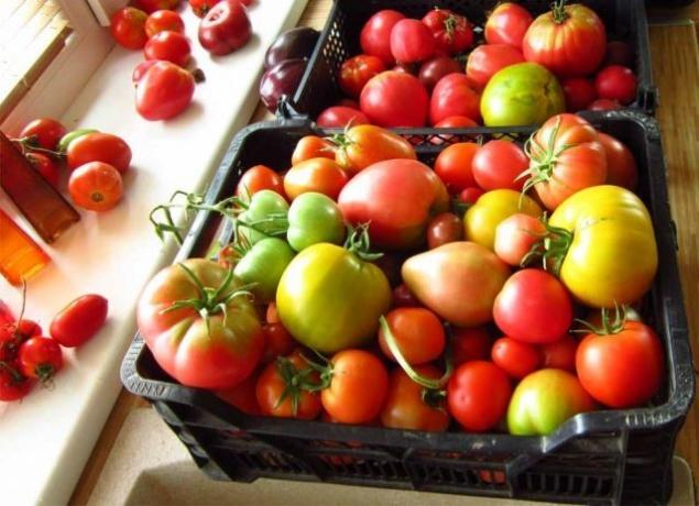 Rijpen tomaten (fermilon.ru)