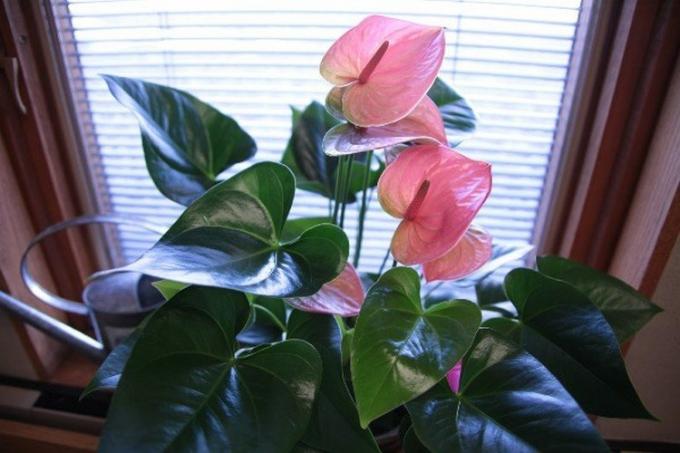 Anthurium met een ongewone roze kleuring (Foto van het internet). In feite zijn er geel, en zelfs bijna zwarte kleur opties stipule