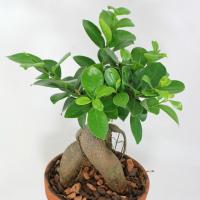 Care Ficus Ginseng thuis