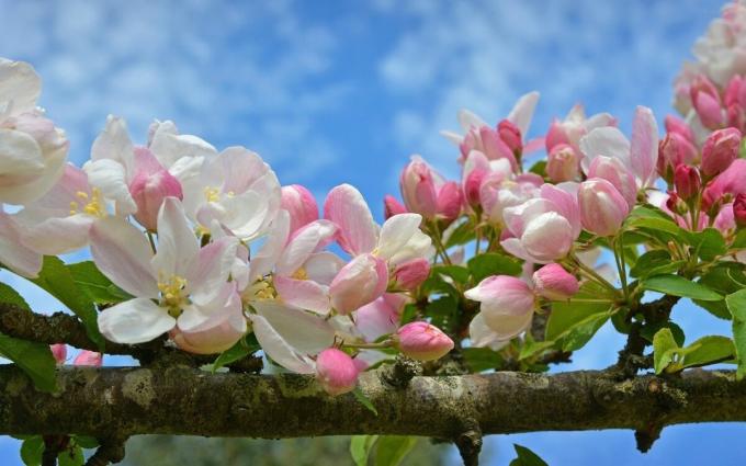 Apple blossom - een van de symbolen van de lente kwam!