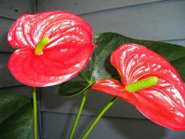 Hoe te anthurium (Men geluk) bloesem maken