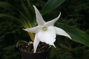 Angraecum - planten verzamelaars. de geheimen van de groeiende