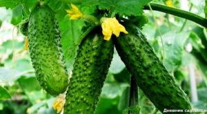 4 belangrijkste landing fout in komkommers