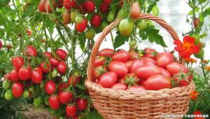 Herstel de bodem na de oogst van tomaten