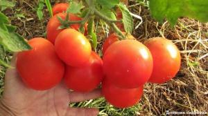 Verhoging van de opbrengst en het aantal eierstokken tomaten