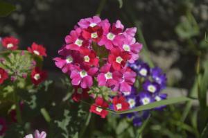 Verbena - mooie bloem met een aangename geur, waarvoor men nauwelijks kan zorgen