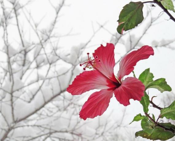 Hibiscus bloei in de winter, wanneer ze in warmte, maar dan de zomer kan niet knoppen gooien. Illustraties voor een artikel afkomstig van het internet