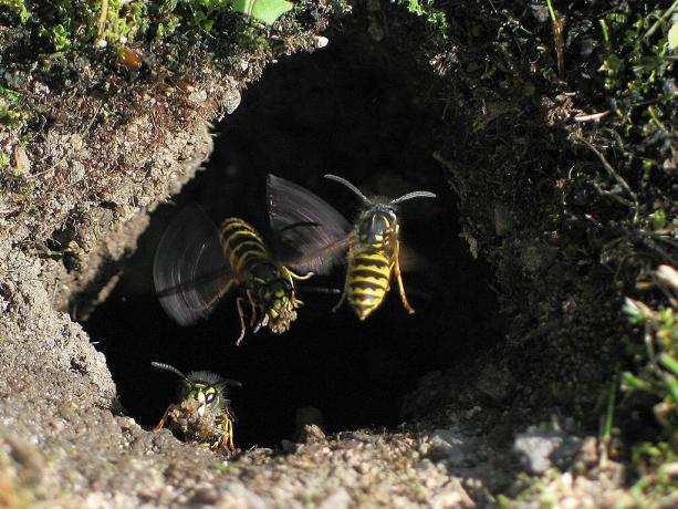Hoe zich te ontdoen van wespennesten in de grond? | ZikZak