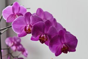 Gele bladeren van een orchidee? Hmm. 💫 waarom en welke stappen moeten worden genomen om fytosanitaire
