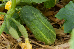 Miracle remedies voor mijten op komkommers