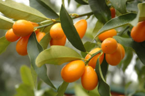 Kumquat: nuttige eigenschappen en contra-indicaties