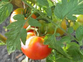 Tomaat passie-2. Wat moet de tomaten in augustus