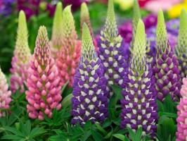 Lupines: mooie tuin bloemen. Kenmerken van de teelt