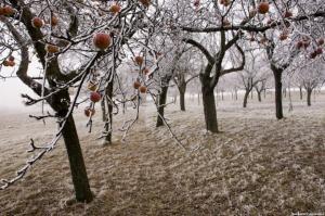 3 belangrijke oorzaken van ziekten van fruitbomen