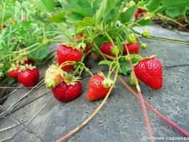 Aardbeien: wat moet worden gedaan in begin mei