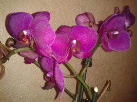 Effectieve Tips over de verzorging van orchideeën voor beginners