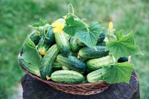 Wat nu nodig is komkommers: toenemende gewas