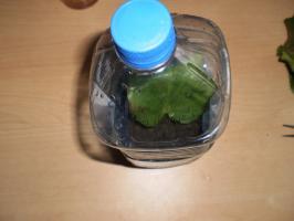 Zal vermenigvuldigen chigirsky thee (saxifrage). Wat is het gebruik van planten, de functies