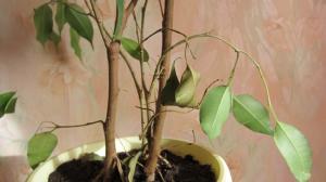 Lovely Ficus Benjamin verliest bladeren? Een paar eenvoudige tips om hulp te planten