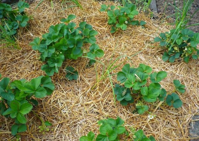 4 domme fouten tijdens het mulchen planten | Tuinieren & Tuinbouw