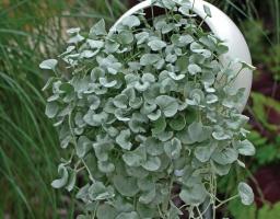 Dihondra "Silver Falls" - elegante inrichting van uw tuin