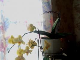 Barnsteenzuur zal niet helpen de orchideeën. De belangrijkste mythe van het internet
