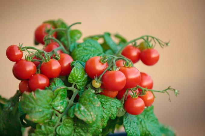 Als u geprobeerd om tomaten te telen thuis, deel uw ervaring in de commentaren op het artikel! Illustraties worden genomen voor publicatie op het internet