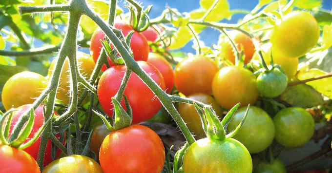 Rijpen tomaten: De foto van het internet